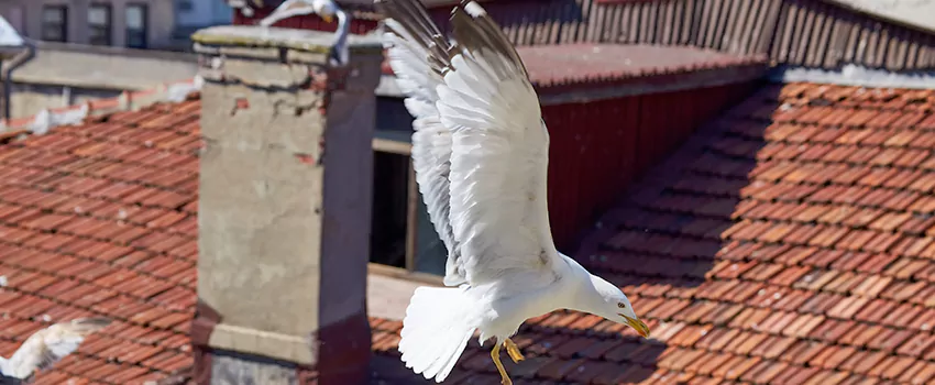 Residential Chimney Animal Removal Solution in Carson City, NV